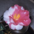 J. J. Pringle Smith Variegated